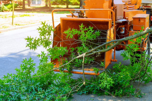 Tree Branch Trimming